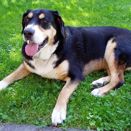 Appartamento Haus Voglreiter - Inkl Sommerkarte, Zentrale Und Ruhige Lage, Garten Mit Spielplatz