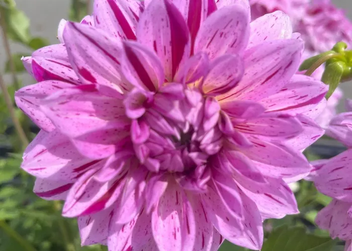 Haus Voglreiter - Inkl Sommerkarte, Zentrale Und Ruhige Lage, Garten Mit Spielplatz Kaprun