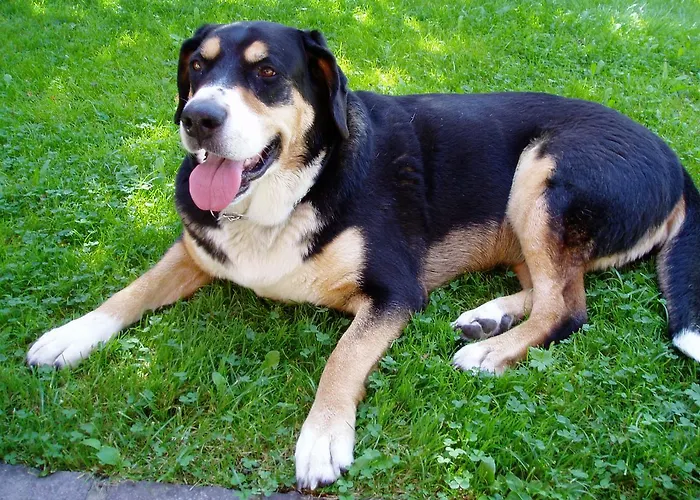 Διαμέρισμα Haus Voglreiter - Inkl Sommerkarte, Zentrale Und Ruhige Lage, Garten Mit Spielplatz